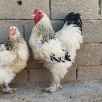 مرغ و خروس برهما لایت اصل