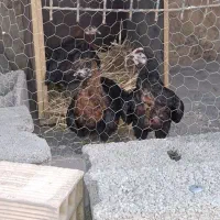 مرغ وخروس