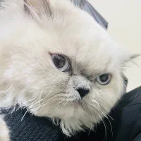 گربه|گربه|یاسوج, |دیوار