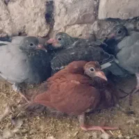 کبوترجوجه