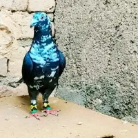 سوسکی بزک
