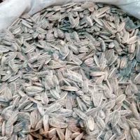 فروش تخمه کانادایی