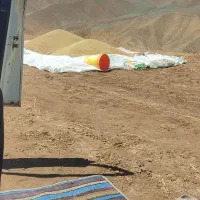عدس دیم جعفرآباد بوجاری شده
