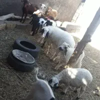 گوسفند معاوضه با گاو