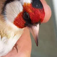 سهره قلمی