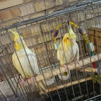 عروس هلندی دو جفت سالم وآواز خوان