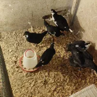 مرغ گلین ونیمچه