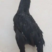 یه جفت اوشامو ۳/۵ ماهه فول کیفیت از مولدین وارداتی