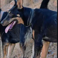 سگ دوبرمن