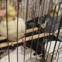 معاوضه عروس هلندی ماده با یک ماده دیگه