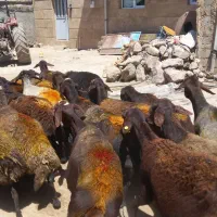 گوسفند افشاری دوقلو زا