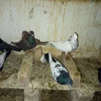 کبوتر 170|پرنده|رضویه, |دیوار