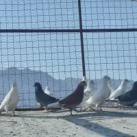 کبوتر فروشی
