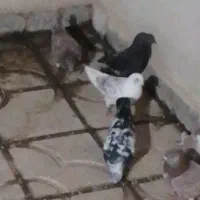 کبوتر رفتنی