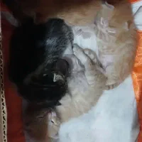 گربه پرشین shd