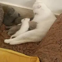 گربه 3 ماهه