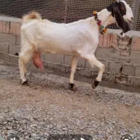 بز پاکستانی جنس بالا