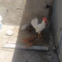 یک خروس وسه مرغ سالم