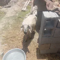 میشه سالم