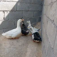 ۳دونه اردک ماده ویک نر فروشی