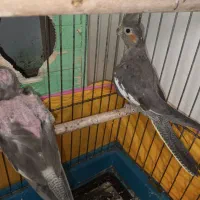 دوتا جوجه عروس هلندی