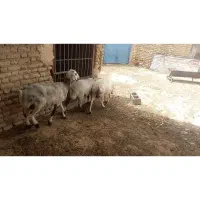 سه راس شیشک داشتی آبستن