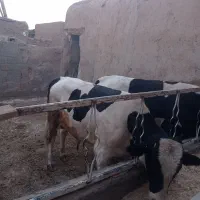 گوساله