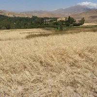 گندم بذری بهترین ارقام محصول خود خلخال