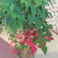 گل طبیعی