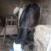 کشک خشک و خیس