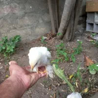 جوجه برهما عروس هلندی آلبینو فروشی