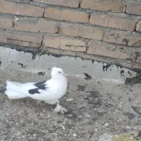 کبوتر مایع