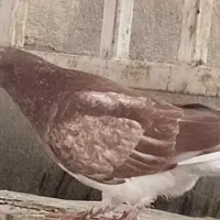 کبوتر|پرنده|مشهد, شهید مطهری|دیوار