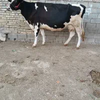 سلام گاو شیری بدونه گوساله