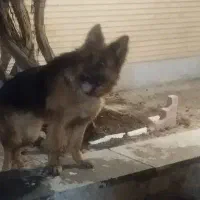 سگ ژرمن اصل