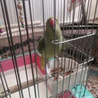 ماده ملنگو بالغ