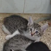 واگذاری بچه گربه خوشگل