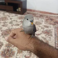 جوجه کوتوله رنگ خاص