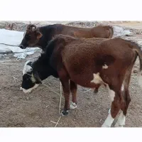 جلب نرگاو