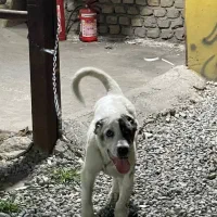 توله الابای