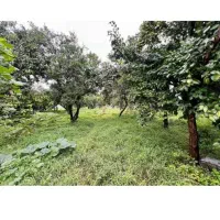 باغ-سنددار-زیر-قیمت-فرصت-طلایی-برای-سرمایه-گذاری