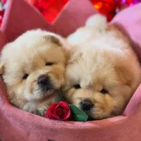 سگ توله چاوچاو . چاو چاو 65 روز سفید کرم نباتی