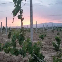 فروش-باغ-انگور