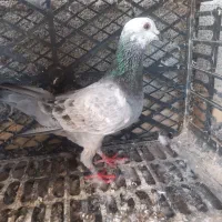 یک جفت المانی