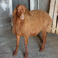بره قوچ افشاری