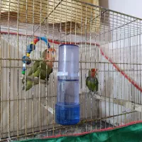 یک جفت کوتوله به زمانت و یک عدد عروس ماده