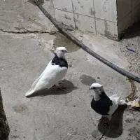 کبوتر طوقی طوق سیاه