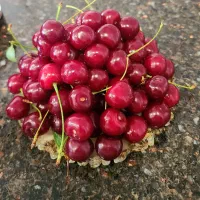 آلبالو تازه ارگانیک آبسرد دماوند