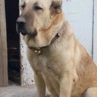 سگ سرابی