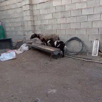 میش وبره افشاری